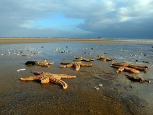 4000只海星在英國(guó)海灘擱淺