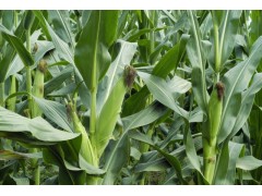 亞芯秸稈青貯劑（加強型）乳酸菌青貯秸稈　秸稈微儲 青貯飼料-- 臺灣亞芯生物科技有限公司