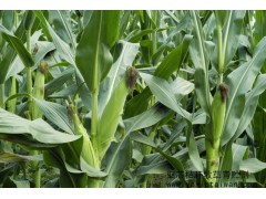 亞芯秸稈青貯劑（加強型）乳酸菌青貯秸稈　秸稈微儲 青貯飼料-- 臺灣亞芯生物科技有限公司