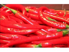 亞芯辣椒發酵保鮮劑 剁椒發酵保鮮 乳酸菌發酵 乳酸菌辣椒醬-- 臺灣亞芯生物科技有限公司