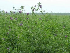 亞芯苜蓿草專用青貯劑 乳酸菌發酵青貯苜蓿草-- 臺灣亞芯生物科技有限公司