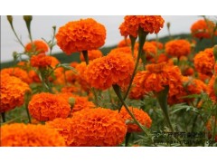 供應臺灣亞芯萬壽菊青貯劑-- 臺灣亞芯生物科技有限公司