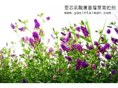 供應臺灣亞芯苜蓿草專用青貯劑-- 臺灣亞芯生物科技有限公司