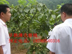 重慶嫁接核桃苗，重慶嫁接核桃苗批發-- 四川久億農林開發有限公司銷售部