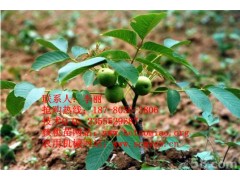 四川哪里可以買到嫁接核桃樹苗-- 四川久億農林開發有限公司銷售部