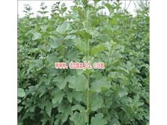 供應(yīng)保定天目瓊花-- 河北省定州市大型苗木花卉基地