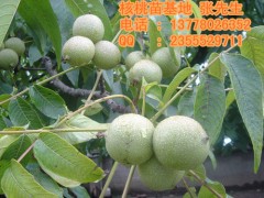 四川核桃苗批發(fā)|核桃苗批發(fā)價(jià)格-- 四川久億農(nóng)林開(kāi)發(fā)有限公司銷(xiāo)售部