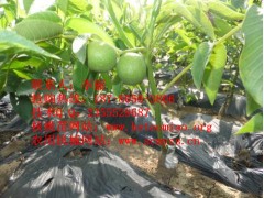 云南在哪里可以買(mǎi)到薄皮核桃苗嫁接核桃苗？多少錢(qián)一株？-- 四川久億農(nóng)林開(kāi)發(fā)有限公司銷(xiāo)售部