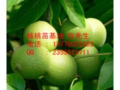 江北核桃苗|核桃苗批發(fā)|核桃苗價(jià)格-- 四川久億農(nóng)林開(kāi)發(fā)有限公司銷(xiāo)售部