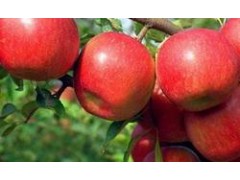 山東蘋果？-- 沂水仔豬山東臨沂市沂水縣仔豬繁育基地