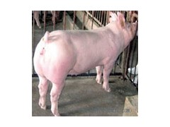 山東仔豬價格廠家沂水縣仔豬繁育基地最專業-- 沂水仔豬山東臨沂市沂水縣仔豬繁育基地