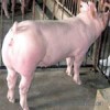 山東仔豬價格廠家沂水縣仔豬繁育基地