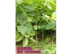 江北嫁接核桃苗價(jià)格，江北嫁接核桃苗技術(shù)-- 四川久億農(nóng)林開(kāi)發(fā)有限公司銷(xiāo)售部