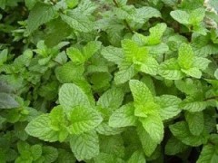 中鼎泰科技專業批發各種薄荷香精-- 鄭州中鼎泰科技有限公司