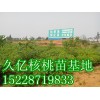 8518核桃苗批發，8518核桃苗價格LXM