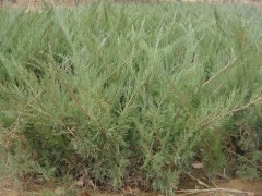 供應保定沙地柏|沙地柏基地|沙地柏價格-- 河北省定州大型苗木花卉基地