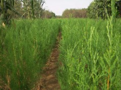 保定側柏公司推薦大型苗木花卉基地-- 河北省定州大型苗木花卉基地