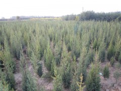 保定哪里的北京檜柏價(jià)格便宜？-- 河北省定州大型苗木花卉基地