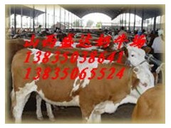 西門塔爾,夏洛萊肉牛-- 山西省盛達奶牛養殖場