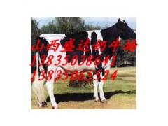 荷斯坦黑白花奶牛，西門塔爾肉牛-- 山西省盛達奶牛養殖場