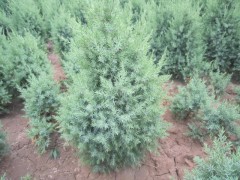 河北塔檜廠家大型苗木花卉基地最專(zhuān)業(yè)-- 河北省定州大型苗木花卉基地