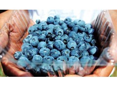 中鼎泰科技專業批發各種有機藍莓-- 鄭州中鼎泰科技有限公司