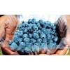 中鼎泰科技專業批發各種有機藍莓