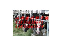 荷斯坦黑白花奶牛加盟要多少錢?投資荷斯坦黑白花奶牛要多少錢?-- 山西省盛達奶牛養殖場