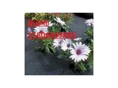 山東編織布廠家陵縣華龍化纖最專業(yè)-- 陵縣華龍化纖有限公司