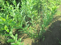 河北水蠟廠家大型苗木花卉基地最專業(yè)-- 河北省定州大型苗木花卉基地