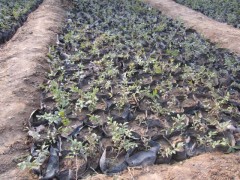 十大金葉水臘品牌大型苗木花卉基地性價比最高-- 河北省定州大型苗木花卉基地