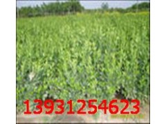 保定哪里的膠東衛矛價格便宜？-- 河北省定州大型苗木花卉基地