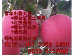 【推廣】蘋果苗 優質蘋果苗 正宗煙臺蘋果苗最新價格-- 煙臺市林業局果樹苗木科研基地煙臺矮化蘋果苗