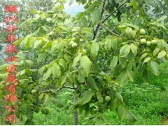 優(yōu)良嫁接核桃苗 香玲核桃苗種植-- 湖北豐年農(nóng)業(yè)開發(fā)有限公司
