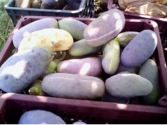 野生改良水果八月瓜種苗批發(fā)-- 江西青水特色種植園