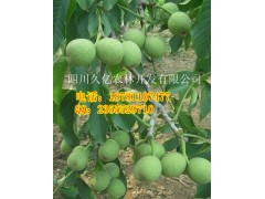 四川優(yōu)質(zhì)嫁接核桃苗批發(fā)，四川早實(shí)薄殼核桃苗-- 四川久億農(nóng)林開發(fā)有限公司銷售部