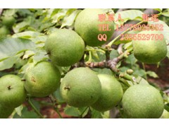 核桃苗，珠海核桃苗批發(fā)，珠海核桃苗價(jià)格-- 四川久億農(nóng)林開發(fā)有限公司銷售部