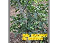 遂寧優質嫁接核桃苗，遂寧良種核桃苗價格-- 四川久億農林開發有限公司銷售部