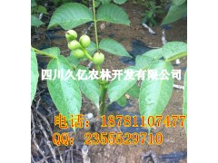 遂寧早實薄殼核桃苗，遂寧良種核桃苗培育基地-- 四川久億農林開發有限公司銷售部