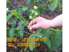 廣州市嫁接核桃苗，廣州市8518核桃苗-- 四川久億農林開發有限公司銷售部