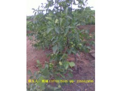 香玲核桃苗批發價格和管理種植技術-- 四川久億農林開發有限公司銷售部