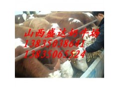 陜西哪里的西門塔爾，夏洛萊肉牛價格便宜？-- 山西省盛達奶牛養殖場