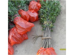 長期供應桂花苗,金桂苗,丹桂苗-- 綠盛桂花苗基地