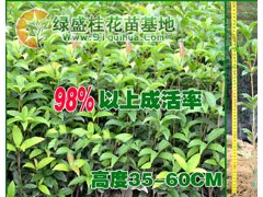 一畝地能種植多少桂花苗?-- 綠盛桂花苗基地