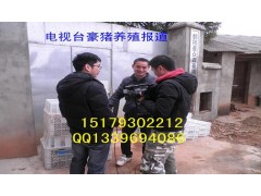 豪豬的養(yǎng)殖前景如何|豪豬養(yǎng)殖加盟-- 江西青水特色種植園