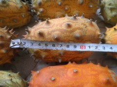 火參果種子哪家最好火參果種子經(jīng)銷商-- 江西青水特色種植園