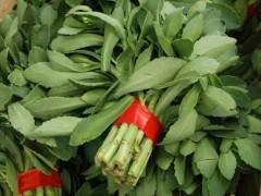 高效益蔬菜養(yǎng)心菜種苗-- 江西青水特色種植園