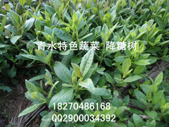 特種蔬菜神仙菜（富貴菜）苗-- 江西青水特色種植園