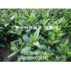特種蔬菜神仙菜（富貴菜）苗