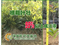 鄭州桂花苗,南陽桂花苗,信陽桂花苗-- 綠盛桂花苗基地